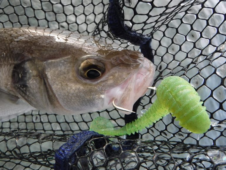 Catch and release: pratica buona o poco utile?