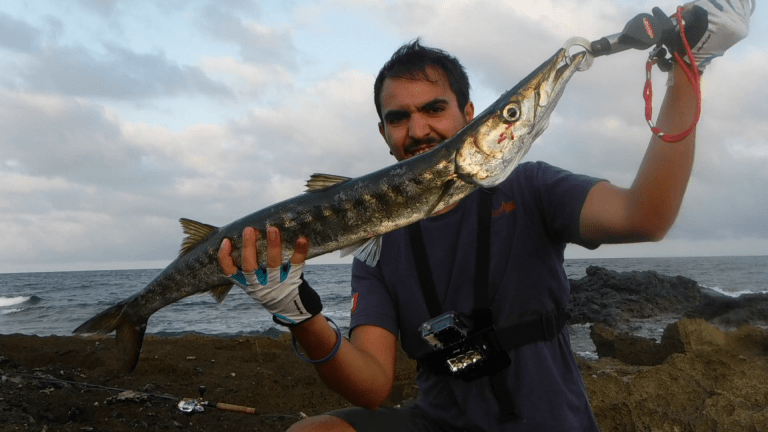 Lo stile di caccia del barracuda mediterraneo (seconda parte)