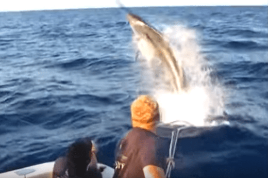Video della “cattura” di un Black Marlin da 1038 libbre