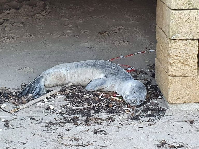 E’ morta la foca monaca avvistata in Salento