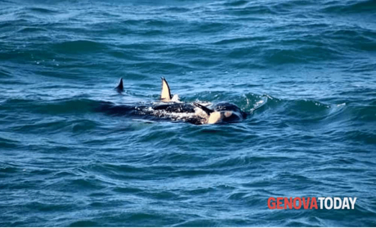Orche a Genova: cucciolo in grave difficoltà o morto