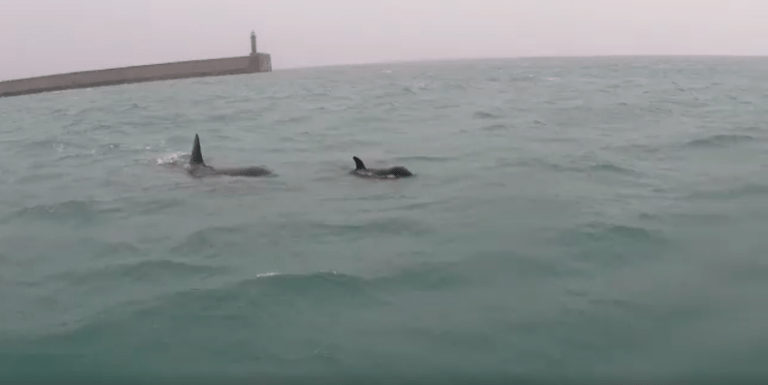 Avvistate quattro orche nel porto di Genova Prà