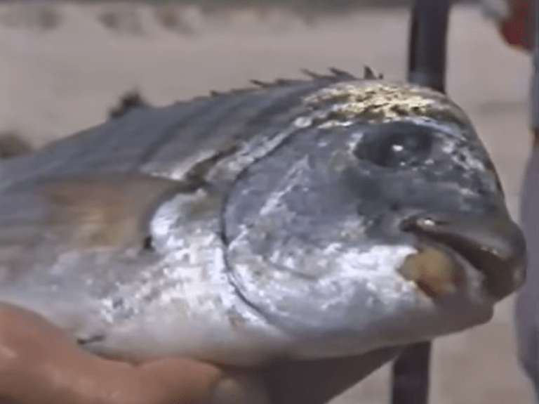 Il surfcasting anni 90: il video