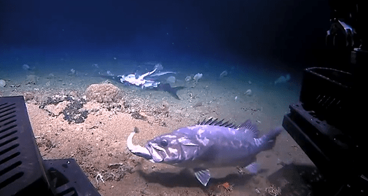 Il video della cernia che ingoia uno squalo