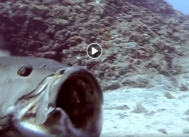 Il video dell’attacco di una cernia