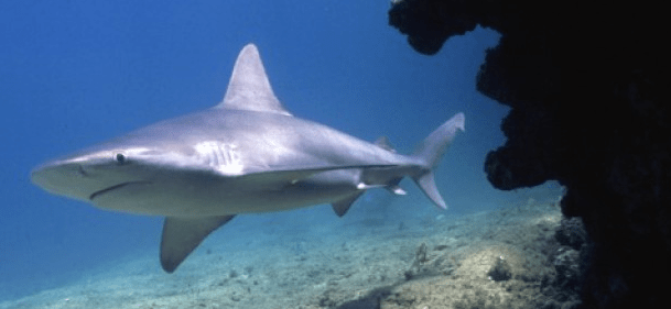 Le ipotesi degli avvistamenti degli squali
