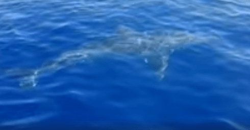 Squalo bianco avvistato a Lampedusa