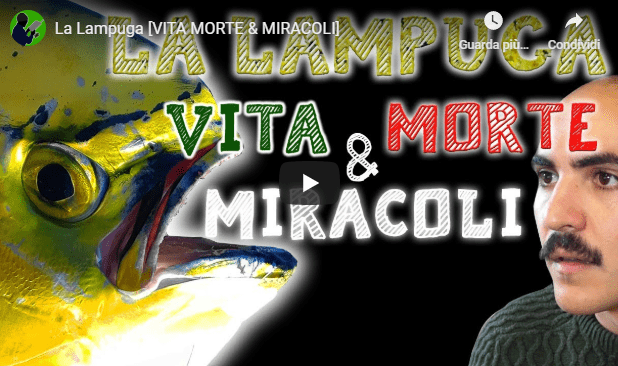 Vita morte e miracoli: la lampuga