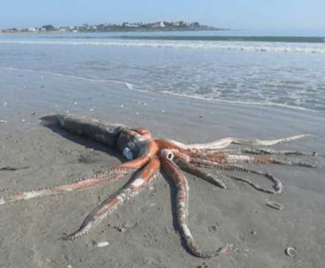 Ritrovato spiaggiato un calamaro gigante di 4 metri in Sudafrica