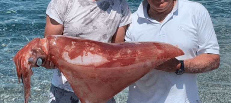 Reggio Calabria, pescato un calamaro da record di ben 16 chili