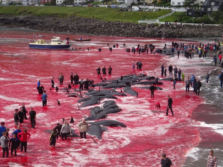 Grindadráp alle Isole Faroe: una mattanza da 300 vittime