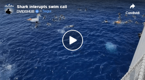 Lo squalo si avvicina ai bagnanti: Guarda Costiera americana risponde aprendo il fuoco!