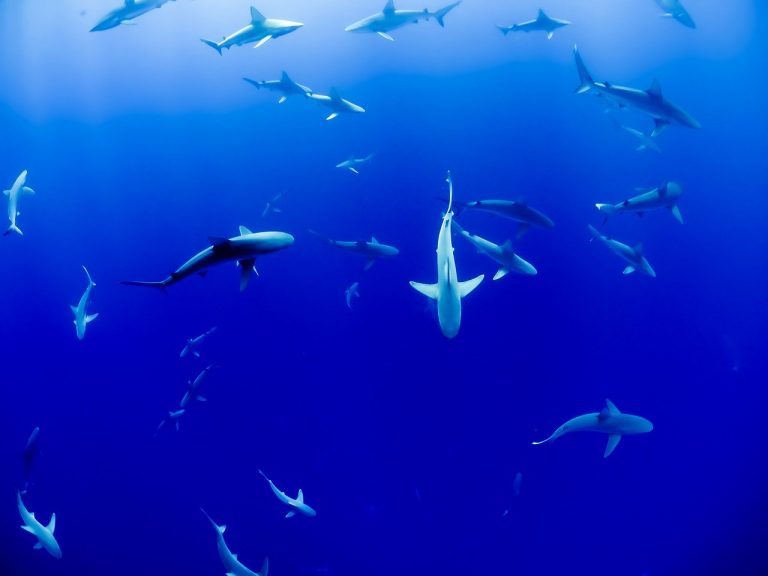 Mazara del Vallo, sub circondato da squali. La Capitaneria: massima attenzione