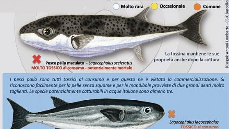 Il pesce palla, una specie invasiva e tossica