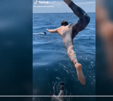 Non riconosce lo squalo bianco e si tuffa per un bagno: rischia l’attacco!
