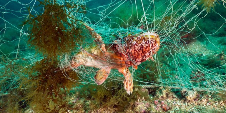 Il fenomeno della pesca fantasma: continua il recupero delle reti da pesca