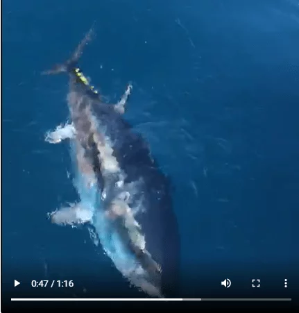 Il tonno gioca con una imbarcazione: lo stupendo video registrato in Salento