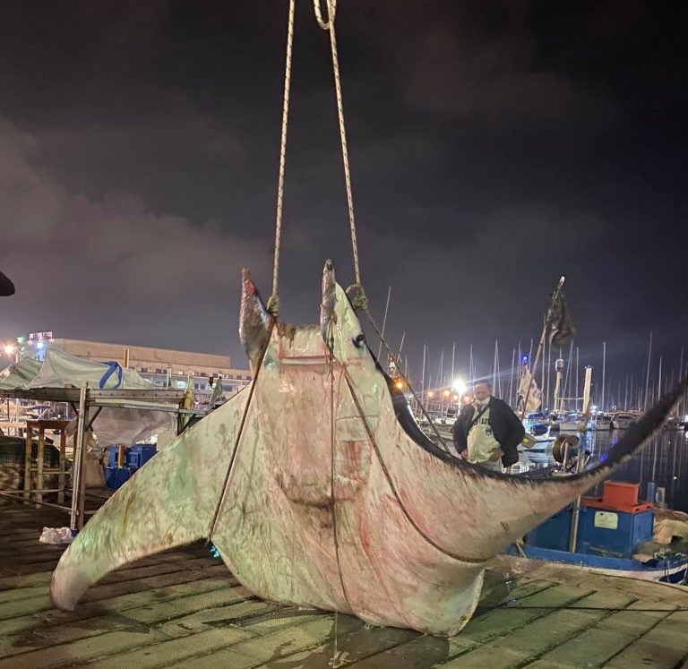 Palermo, manta da 450 chili issata a terra nel porto della Cala