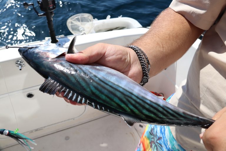 I benefici del pesce azzurro