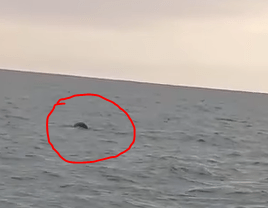 foca monaca salento