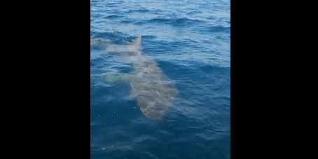 Salento, pescatore sportivo avvista squalo elefante di 9 metri