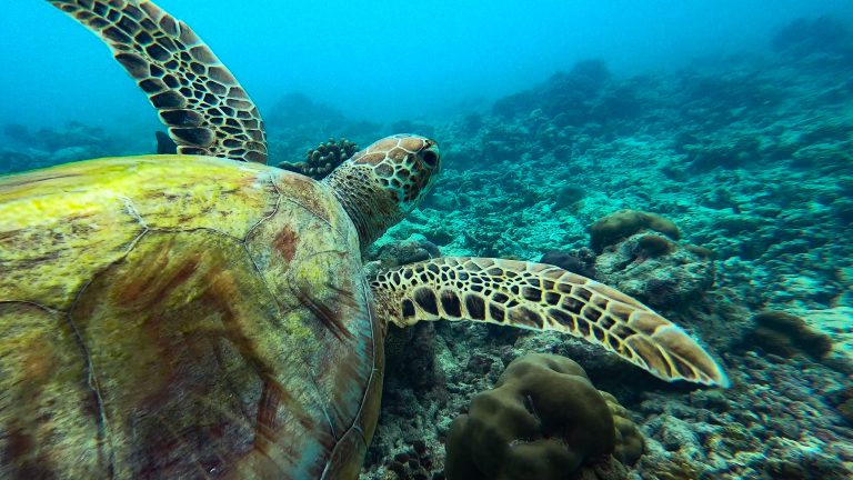 Diving alle Maldive: una settimana vissuta sott’acqua