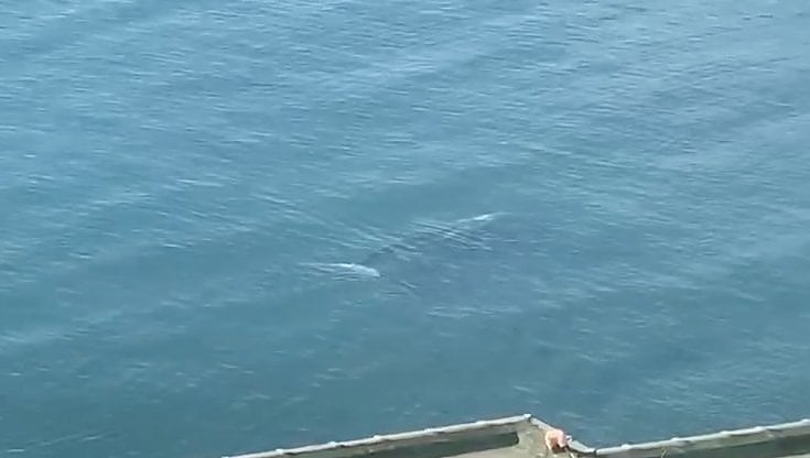 Sorrento, avvistata una balena grigia