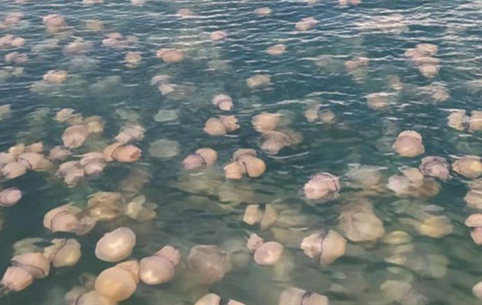 invasione meduse trieste