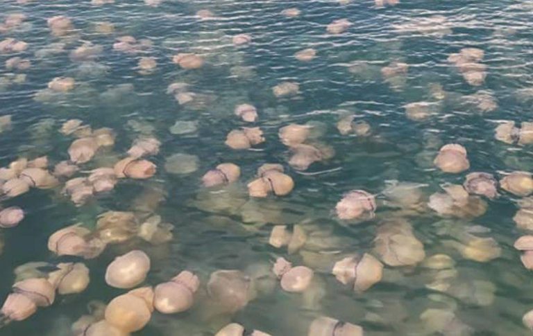Trieste, invasione di meduse anche per la pesca intensiva