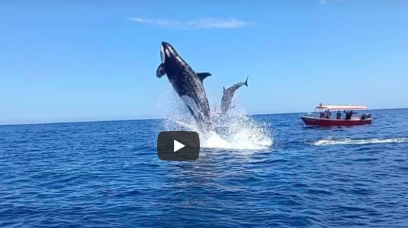 California, orca attacca delfino. Il video che sta facendo il giro del mondo
