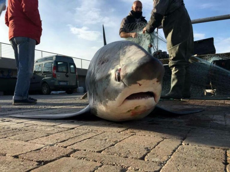Avvistato squalo volpe ad Eboli