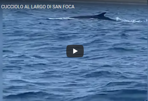 San Foca, balena e cuccioli avvistati al largo
