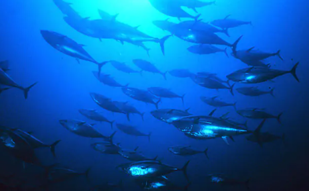 Stock ittici del tonno: quattro specie in miglioramento
