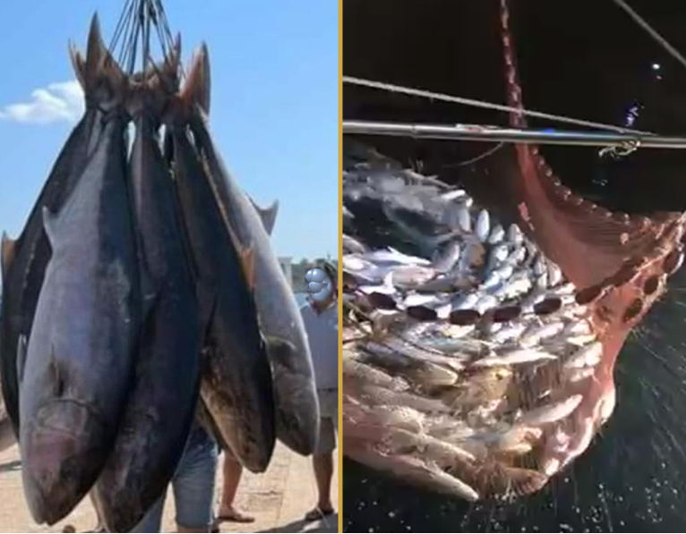 La cianciola pesca le ricciole a Leuca: i locali parlano di mattanza e parte la protesta