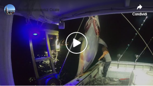 Pescatrice cattura in solitaria tonno rosso da 270 kg