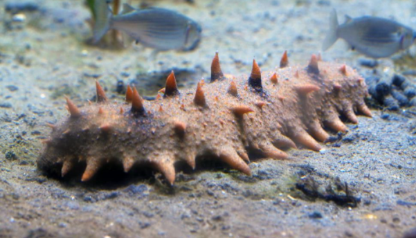 Vietata la pesca dell’oloturia nel 2022