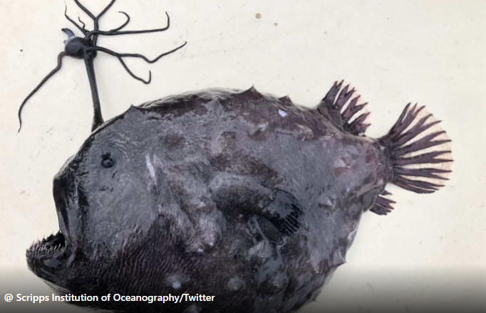 Il mostruoso e raro pesce abissale ritrovato in California