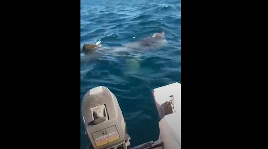 Squalo elefante avvistato in Salento