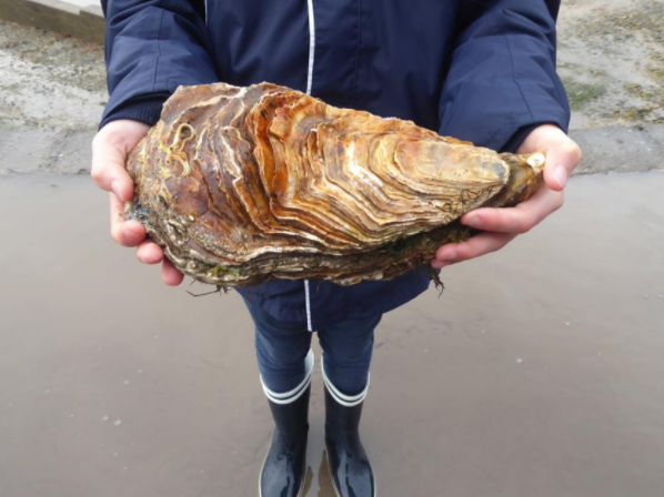 Il record dell’ostrica più grande del mondo