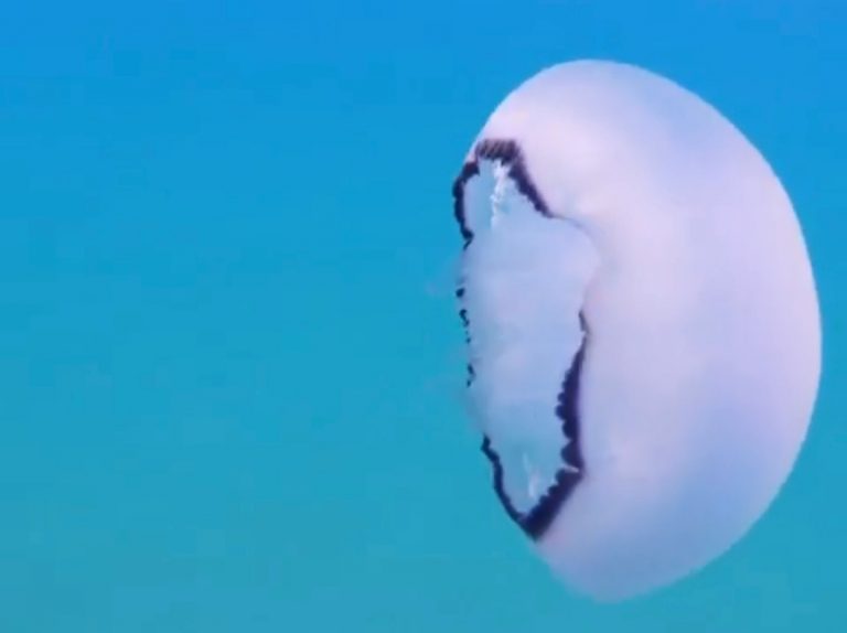 Arriva l’estate, si rispetti la fauna marina!