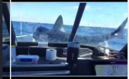 Nuova Zelanda, squalo salta sulla prua della barca in mare aperto