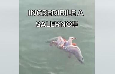 Un polpo attacca di nuovo un gabbiano: chi vincerà?